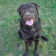 Labrador retriever Baloo  (hos anden ejer)