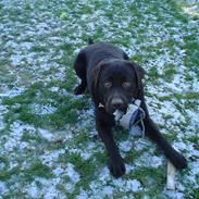 Labrador retriever Baloo (hos anden ejer)