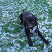 Labrador retriever Baloo  (hos anden ejer)