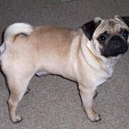 Mops Kong Tølfi F. 06/04 † 04.10 2014