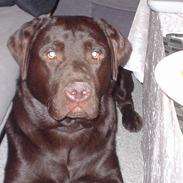 Labrador retriever Baloo  (hos anden ejer)