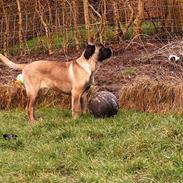 Cane corso Campo Di Cavello (Sussi)