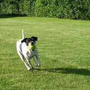 Dansk svensk gaardhund Snukki