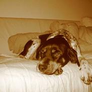 Blanding af racer Ronja