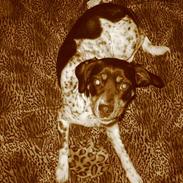 Blanding af racer Ronja