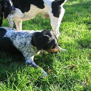 Blanding af racer Ronja