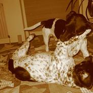 Blanding af racer Ronja