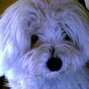 Coton de tulear Skot