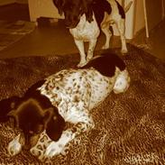 Blanding af racer Ronja