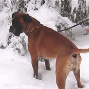 Boxer Ricki *himmelhund*