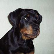 Rottweiler Max