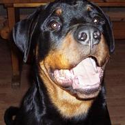 Rottweiler Max