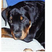 Rottweiler Max