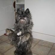 Cairn terrier Vicky Leandros *HIMMELHUND*