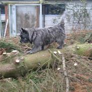 Cairn terrier Vicky Leandros *HIMMELHUND*