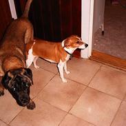 Dansk svensk gaardhund Zette