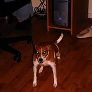 Dansk svensk gaardhund Zette