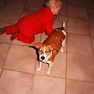 Dansk svensk gaardhund Zette