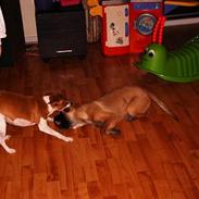 Dansk svensk gaardhund Zette