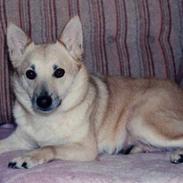 Norsk buhund Santa