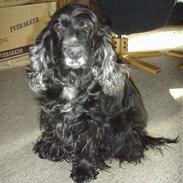 Cocker spaniel Sille † d. 14/4-08