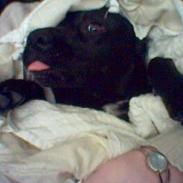 Labrador retriever Soffi (død d. 20/10-05)