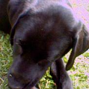 Labrador retriever Soffi (død d. 20/10-05)