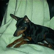 Dvaergpinscher Pax