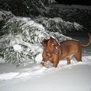 Dogue de bordeaux Frede 2001 - 2007