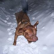 Dogue de bordeaux Frede 2001 - 2007