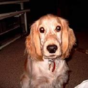 Cocker spaniel Rico