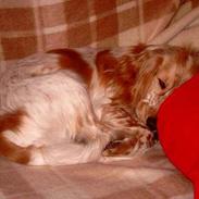 Cocker spaniel Rico