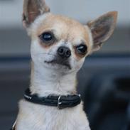 Chihuahua Tyson