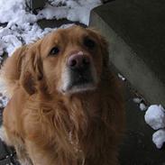 Golden retriever Nicky