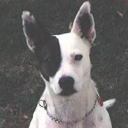 Blanding af racer Fido