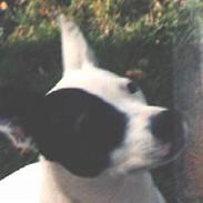 Blanding af racer Fido