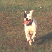 Blanding af racer Fido