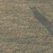 Blanding af racer Fido