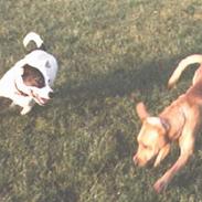 Blanding af racer Fido