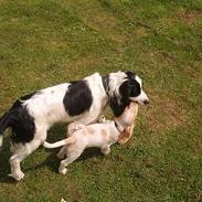 Cocker spaniel Rico