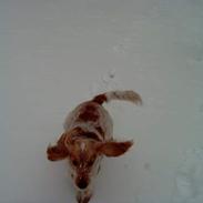 Cocker spaniel Rico