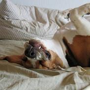 Beagle Boogie