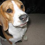 Beagle Boogie