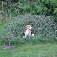 Beagle Boogie