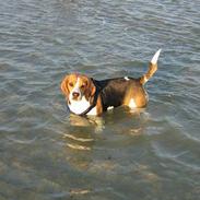 Beagle Boogie