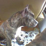 Amerikansk staffordshire terrier Young z Samotni (solgt)