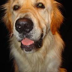 Golden retriever Rollo