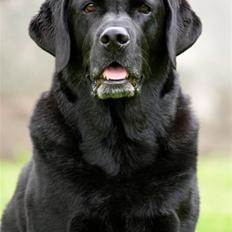 Labrador retriever Hubert`s Jef (Emil)