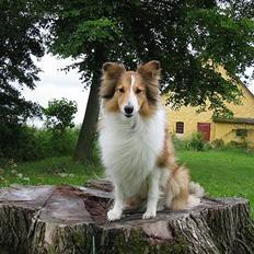 Shetland sheepdog Dooba