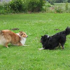 Shetland sheepdog Dooba